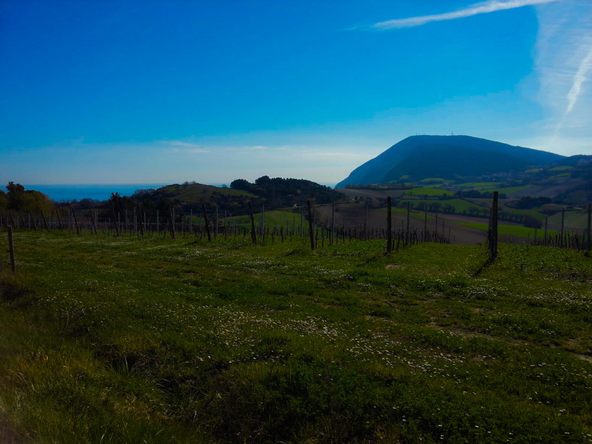 AAP STUDIO - Agronomi ad Ancona Consulenze per Aziende Agricole, Progettazione verde, Vigneti